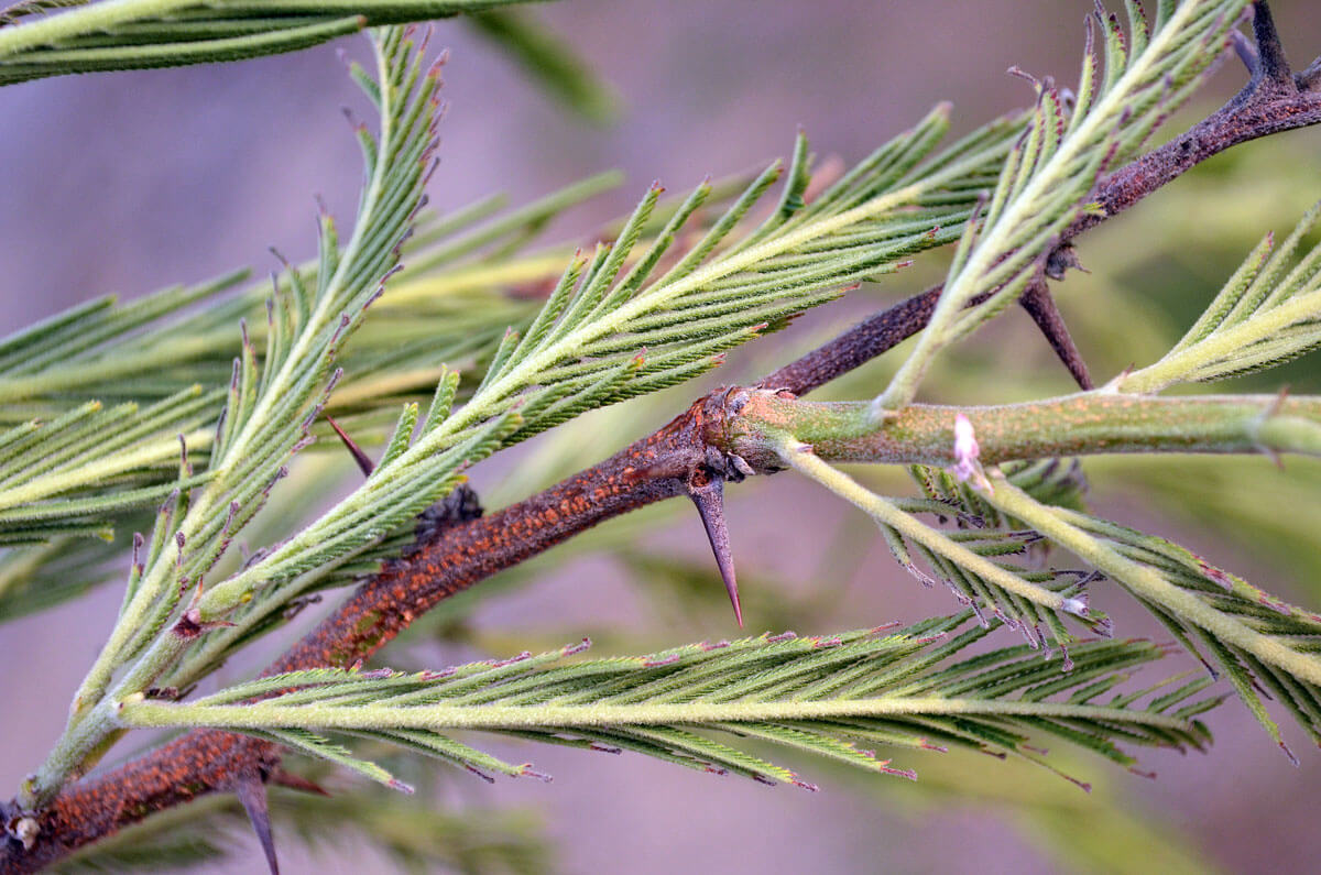 Acacia pennatula